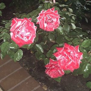 Meet your Posher, Angelyne